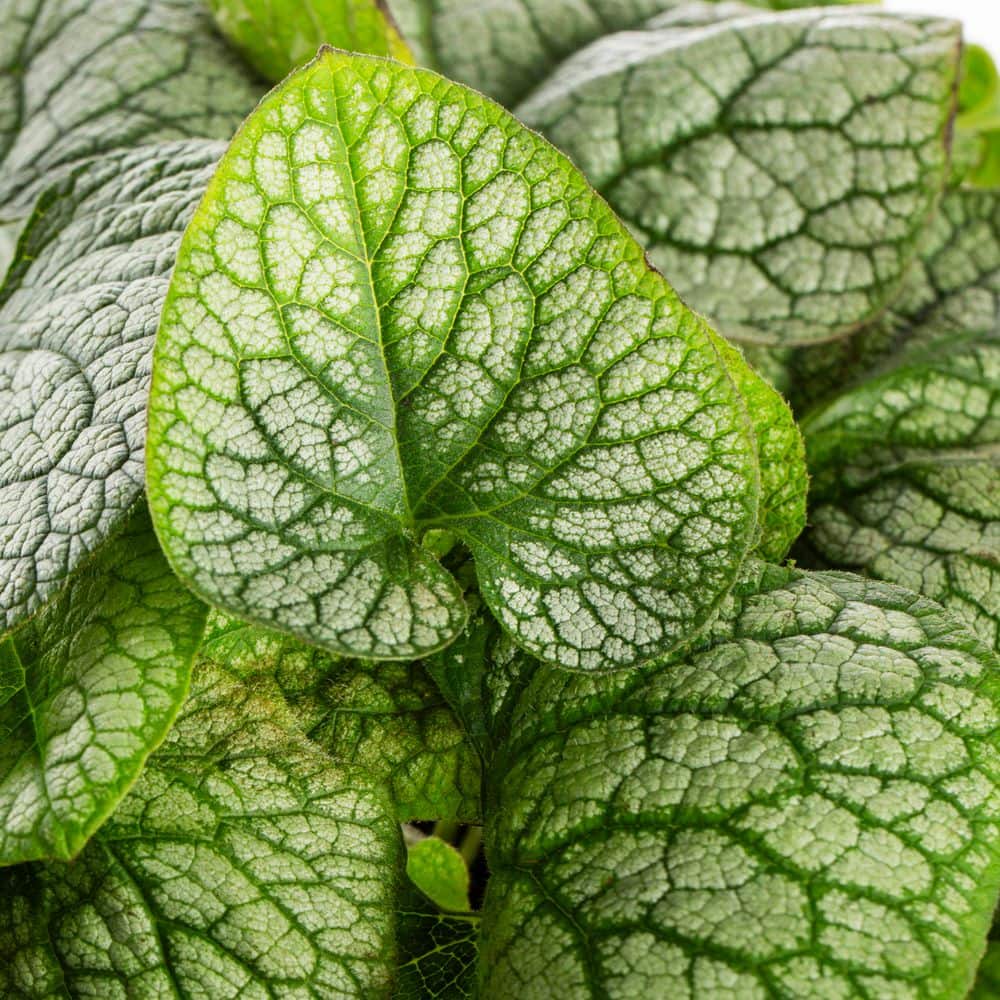 1 Qt. Brunnera Heart Leaf Jack of Diamonds Blue Perennial Plant (5-Pack) - Hercitys