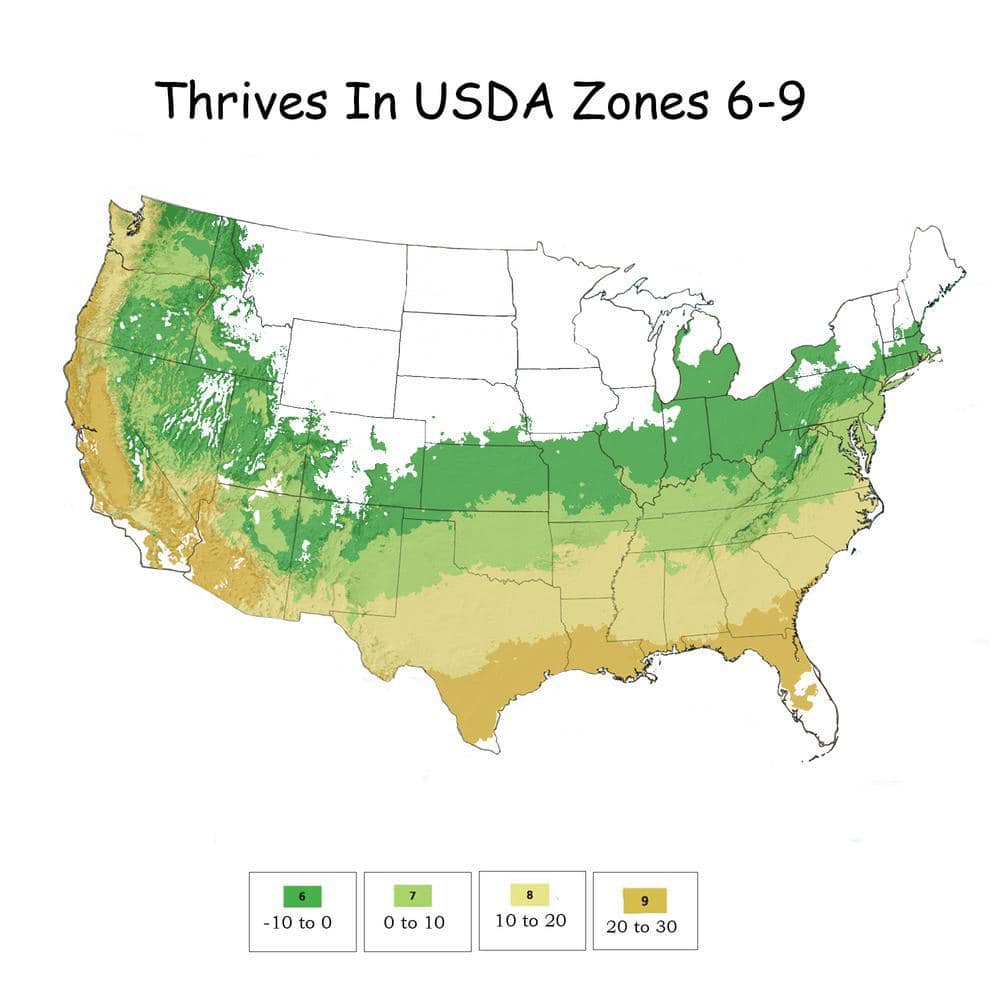 2 Gal. Kaleidoscope Abelia Flowering Shrub with White Blooms - Hercitys