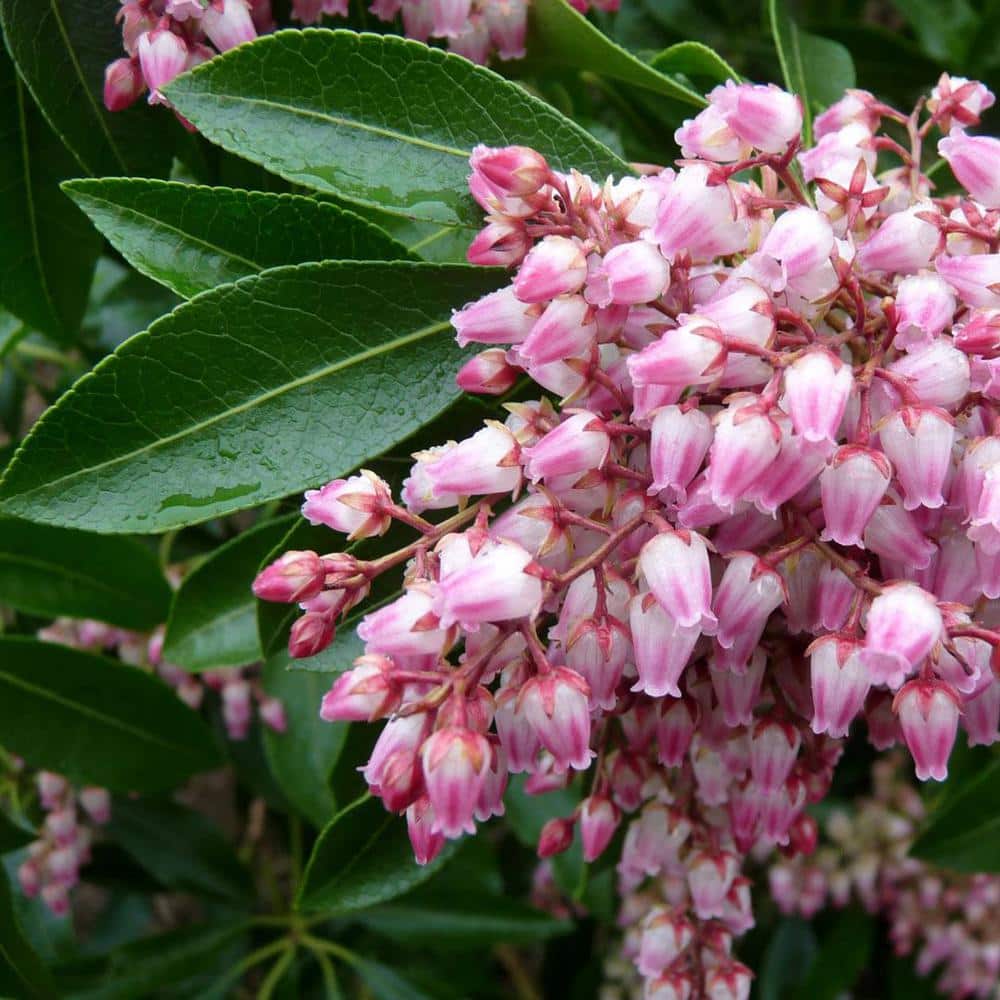 2.25 Gal Valley Rose Pieris (Pieris j. ‘Valley Rose’) Shrub With Pink Flowers 1-Each - Hercitys