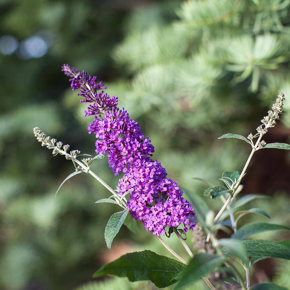 2 Gal. Psychedelic Sky Butterfly Bush Flowering Shrub with Fragrant Blue Flowers - Hercitys