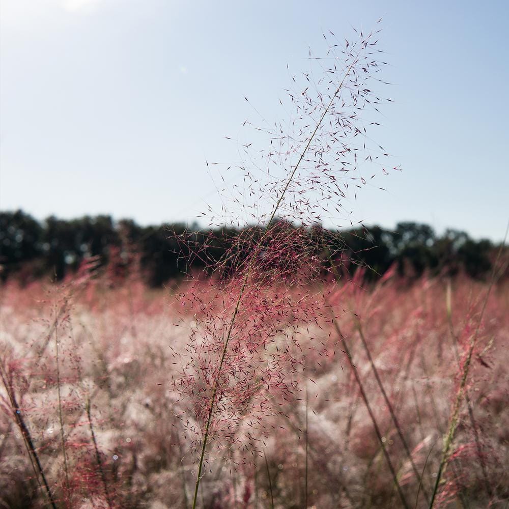 3 Gal. Pink Muhly Grass (2-Pack) - Hercitys