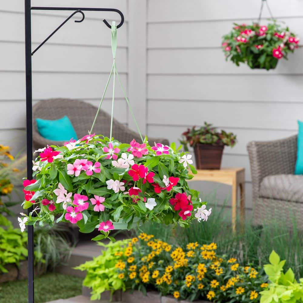 2 qt. Vinca Red Annual Plant (3-Pack) - Hercitys