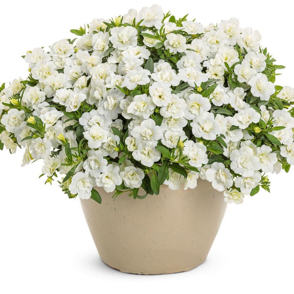 4.25 in. Eco+ Grande Superbells Double White (Calibrachoa hybrid) Live Annual Plant with White Flowers 4-Pack - Hercitys