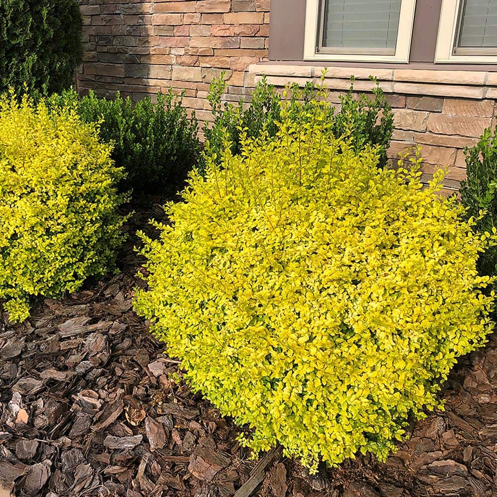 2 Gal. Sunshine Ligustrum Privet Shrub with Golden-Yellow Foliage - Hercitys