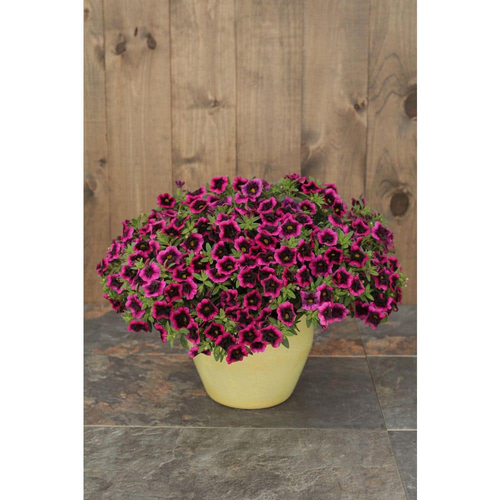 4.25 in. Eco+Grande, Superbells Blackcurrant Punch (Calibrachoa) Live Plant, Pink-Purple Flowers (4-Pack) - Hercitys
