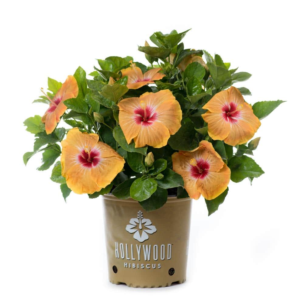 2 Gal. Hollywood Gold Digger Yellow and Red Flower Annual Hibiscus Plant - Hercitys