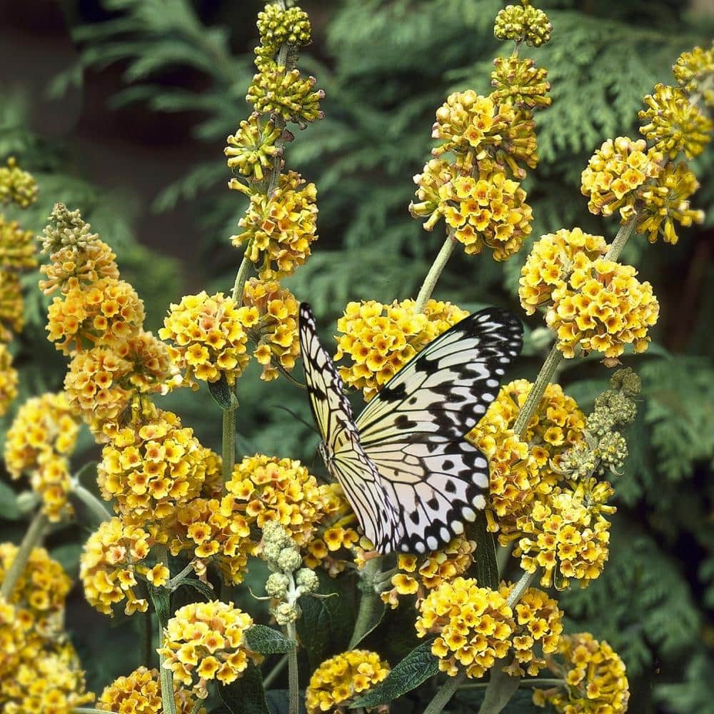 3 gal. Buddleia Honeycomb Shrub with Yellow Flowers - Hercitys
