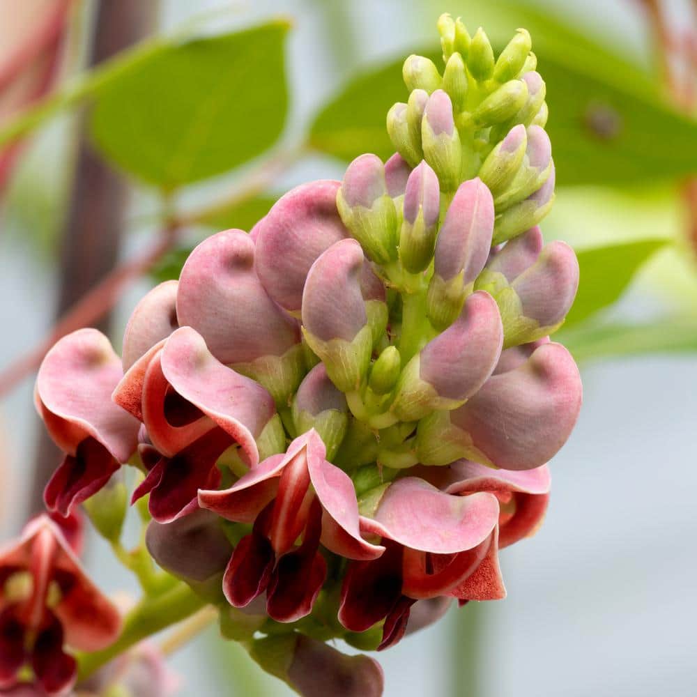 1 gal. Apios Americana Ground Nut Perennial Plant Ruddy Red Flowers - Hercitys