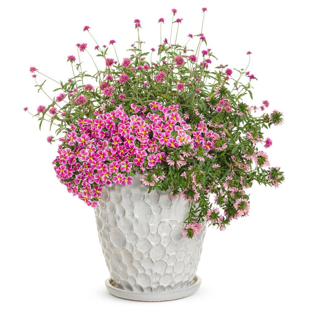 4.25 in. Eco+Grande Truffula Pink Globe Amaranth (Gomphrena) Live Plant, Pink Flowers (4-Pack) - Hercitys