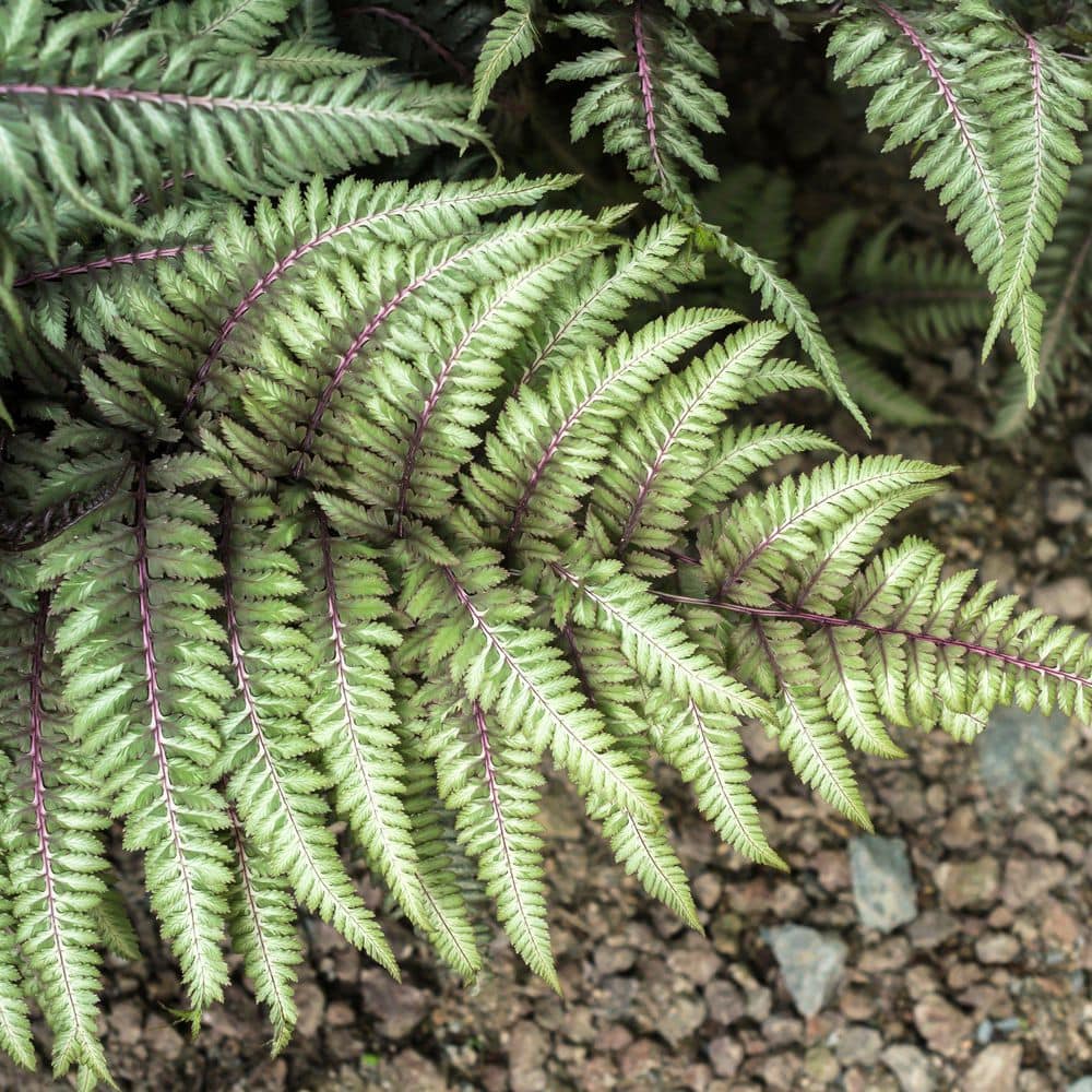 5.5 in. Godzilla Painted Fern Plant - Hercitys