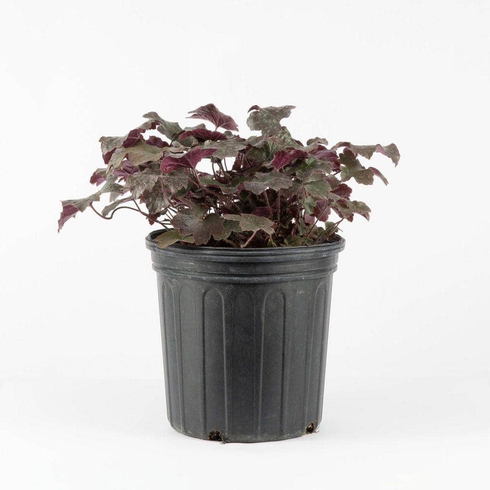 2 Gal. Blackout Coral Bells (Heuchera), Live Perennial Plant, Near Black Foliage - Hercitys