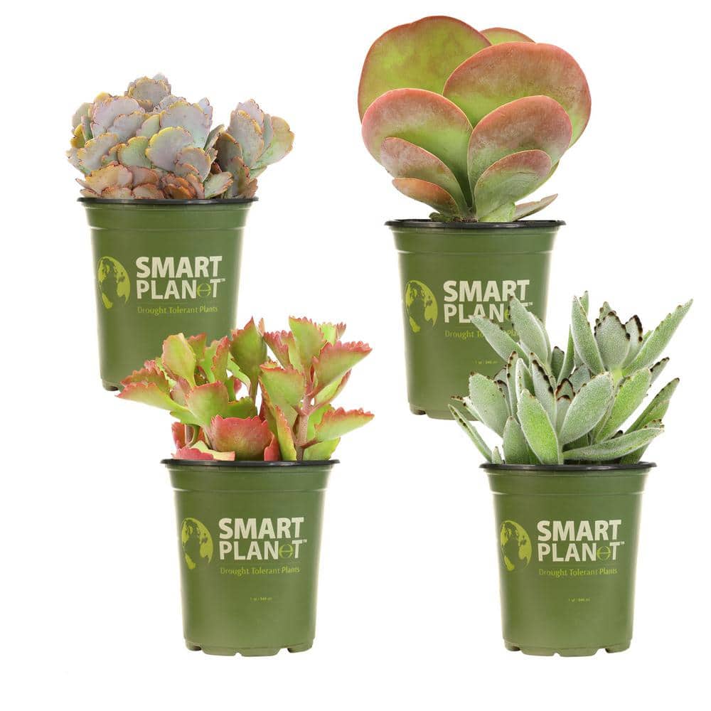 1 qt. Kalanchoe Assorted Succulents (4-Pack) - Hercitys