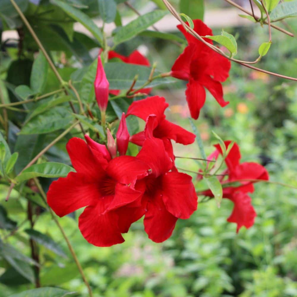 4 in. Mandevilla Plant with Red Flowers (12-Pack) - Hercitys
