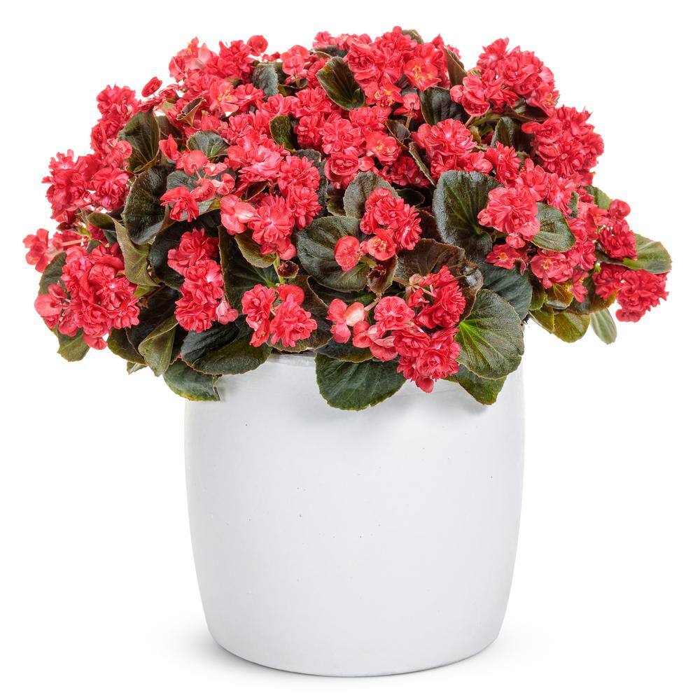 4.25 in. Eco+Grande, Double Up Red (Begonia), Live Plant, Pink Flowers (4-Pack) - Hercitys