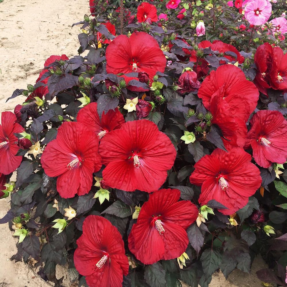 2 Gal. Summerific Holy Grail Rose Mallow (Hibiscus Hybrid) Live Perennial Plant with Red Flowers - Hercitys