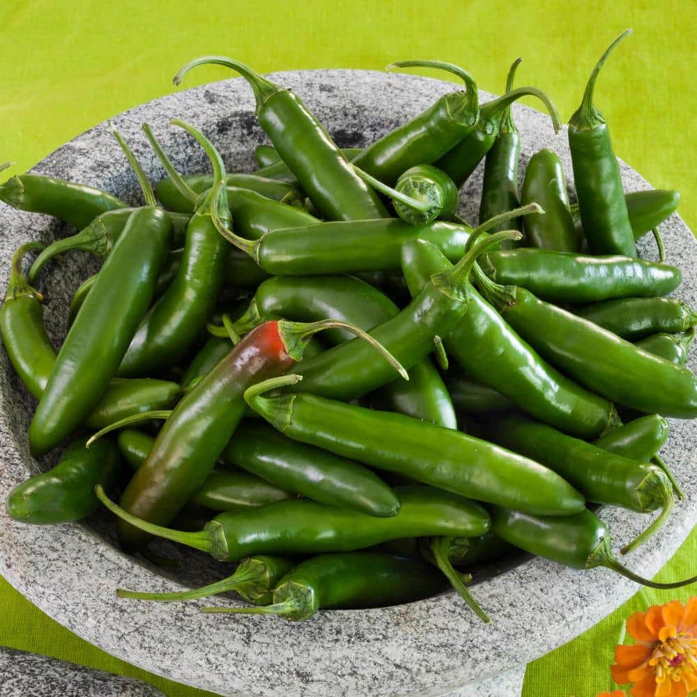 19 oz. Serrano Pepper Plant (2-Pack) - Hercitys
