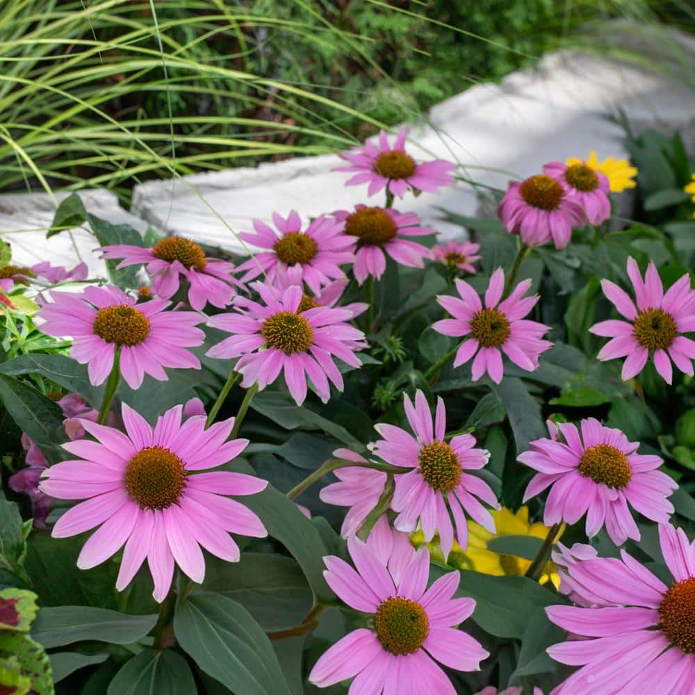 2 Qt. Pow Wow Wilderberry Pink Cone Flower Echinacea Perennial Plant (3-Pack) - Hercitys