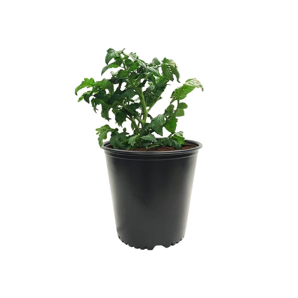 5 Gal. Nursery Pots 4.02 Gal/15.22 l/924 cu in. (6-Pack) - Hercitys