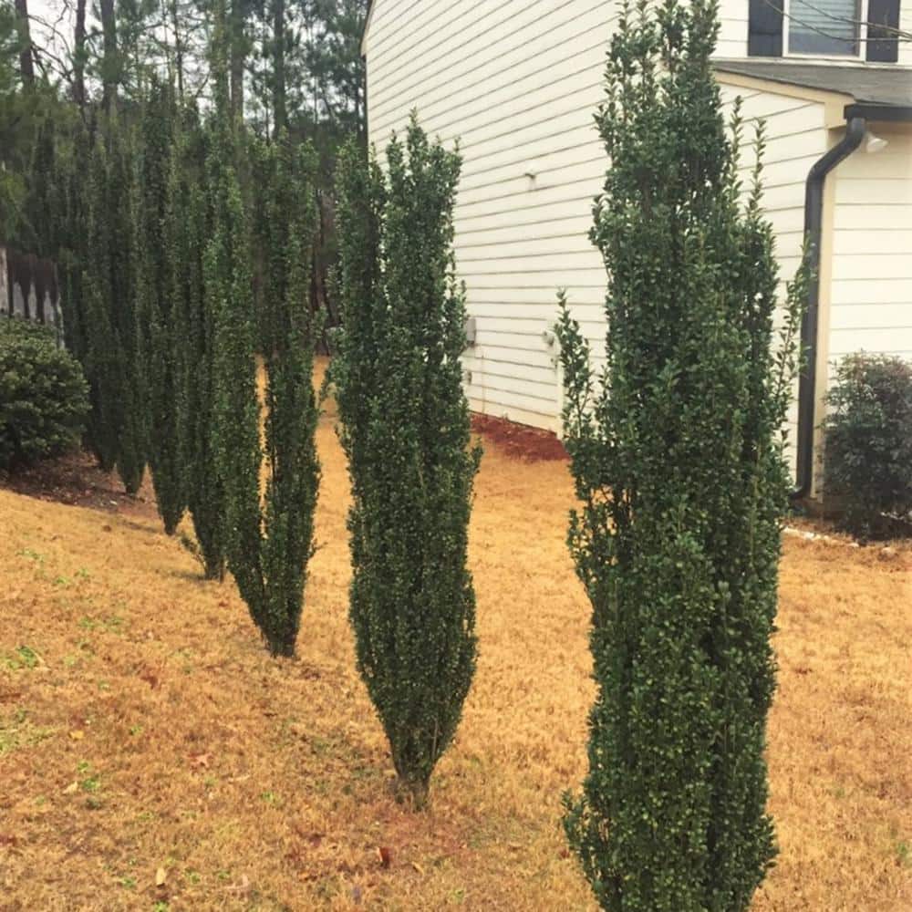 2.5 Gal – Sky Pencil Japanese Holly(Ilex), Live Plant, Upright Growth Habit - Hercitys