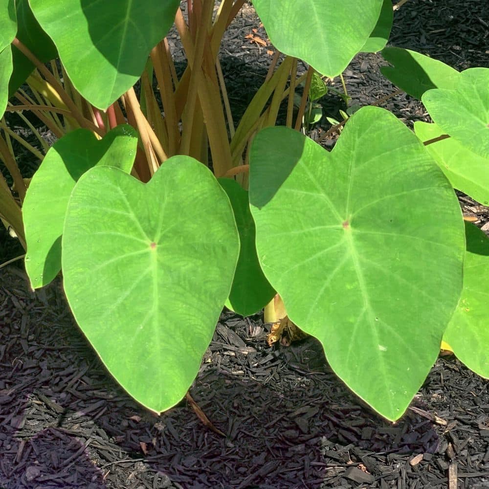 3.5 in. Colocasia Polar Green Plant in Grower Container (2-Piece) - Hercitys