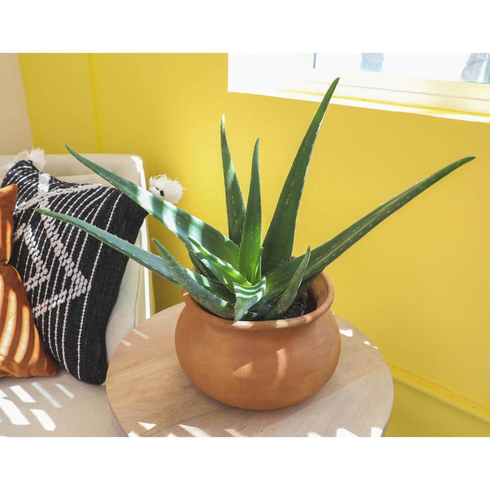 1G Single Aloe Vera in Nursery Pot - Hercitys