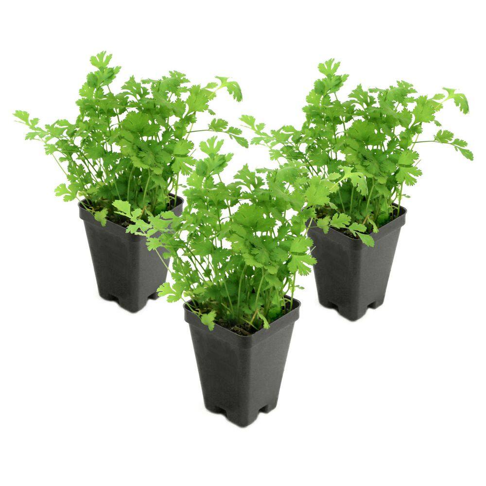 2.5 in. Parsley Italian Plant (3-Pack) - Hercitys