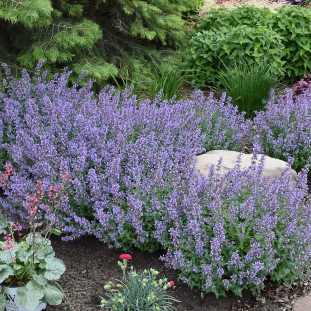 0.65 Gal. Cats Meow Catmint (Nepeta Fassenii) Live Perennial Plant with Blue Flowers - Hercitys