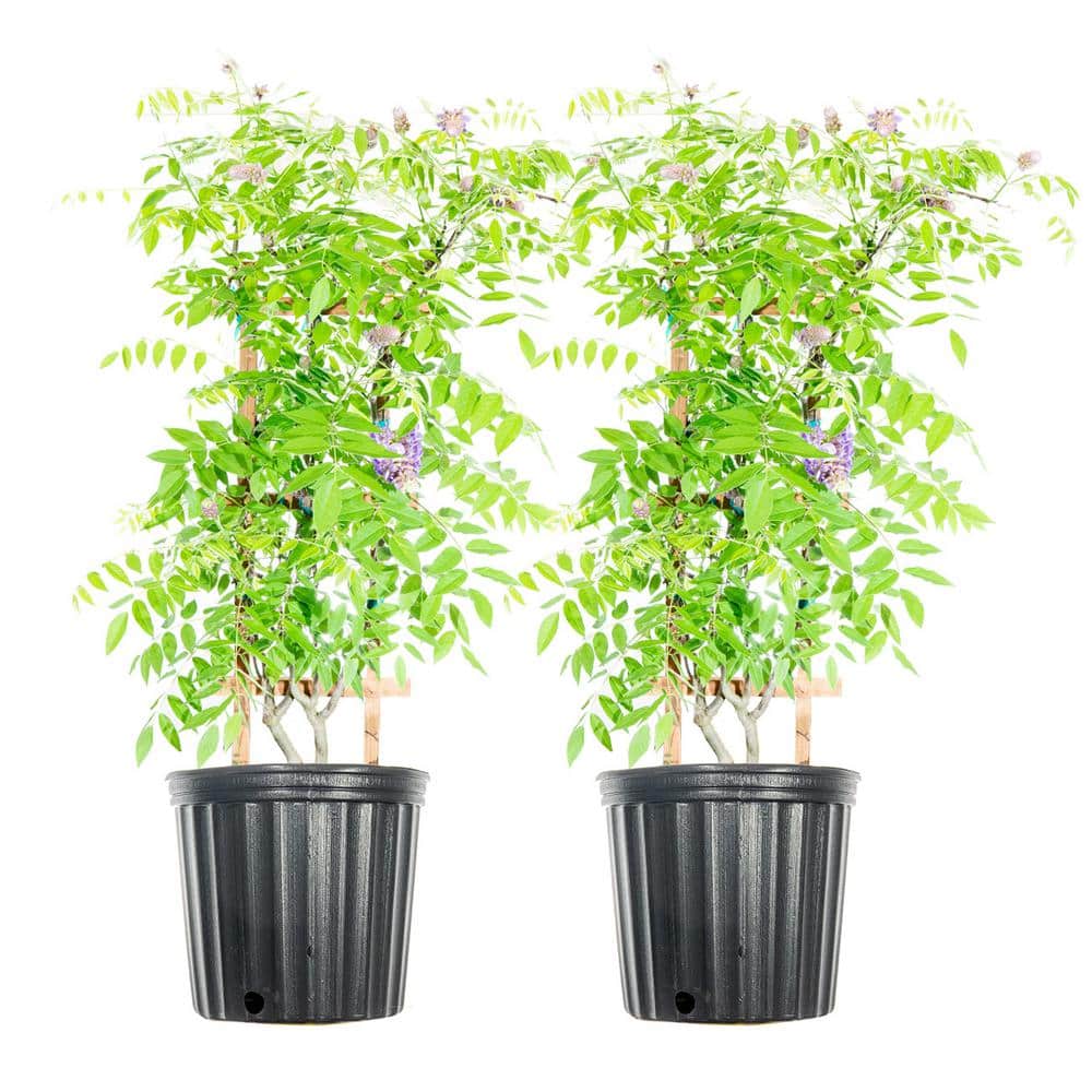 3. Gal ‘Amethyst Falls’ Purple Wisteria Plant (2-Pack) - Hercitys