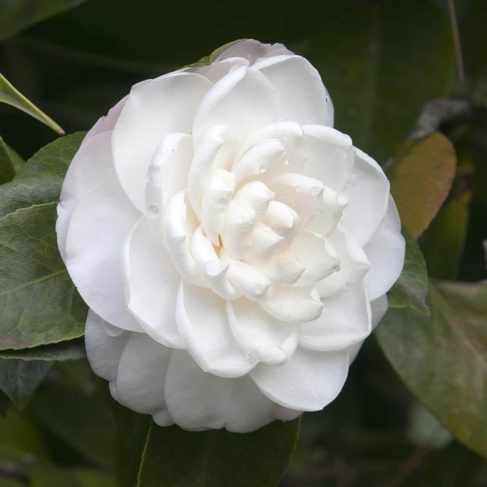 2.5 Qt. Camellia Japonica Plant with White Blooms - Hercitys