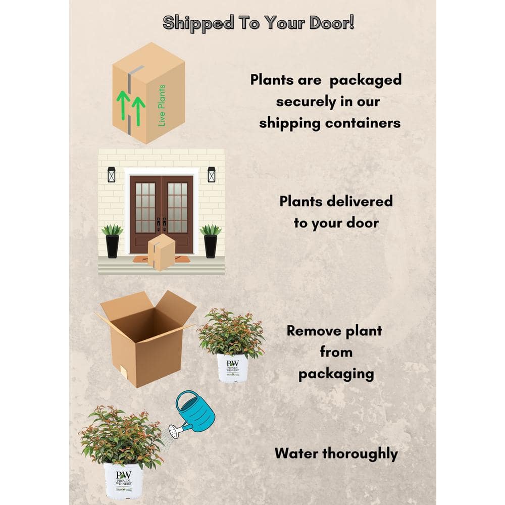 2 Gal. Paisley Pup Doghobble Shrub - Hercitys