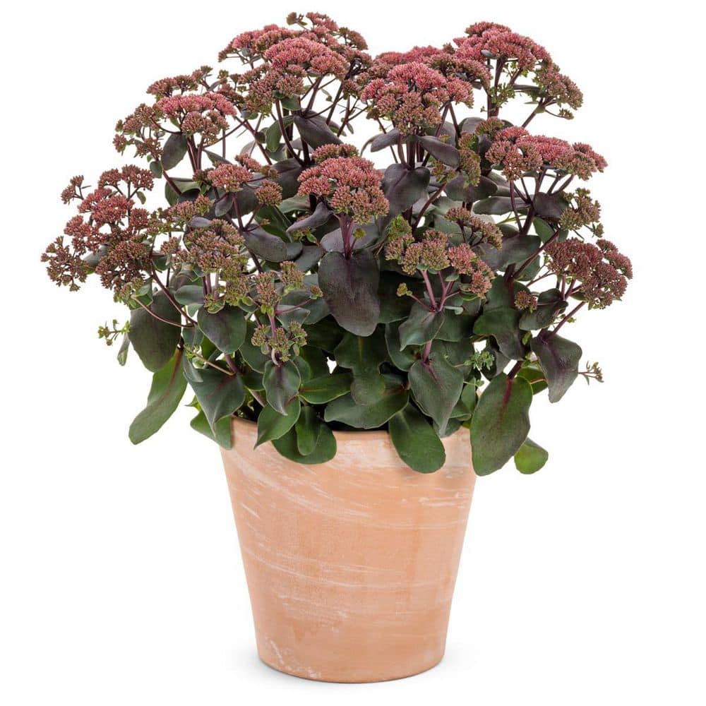 4.5 in. Qt. Rock N Grow Midnight Velvet Stonecrop (Sedum Hybrid) Live Perennial Plant with Red Flowers - Hercitys
