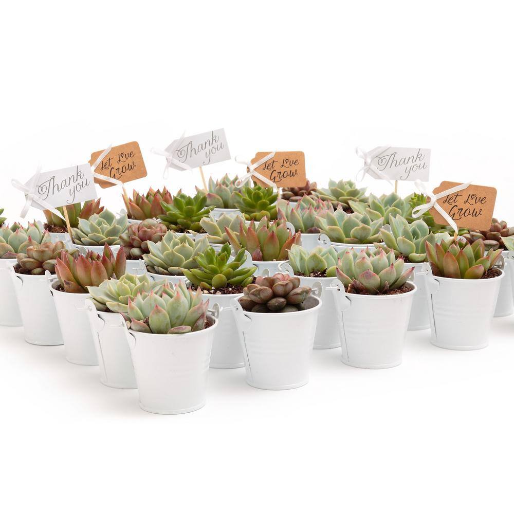 2 in. Wedding Event Rosette Succulents Plant with White Metal Pails and Thank You Tags (30-Pack) - Hercitys