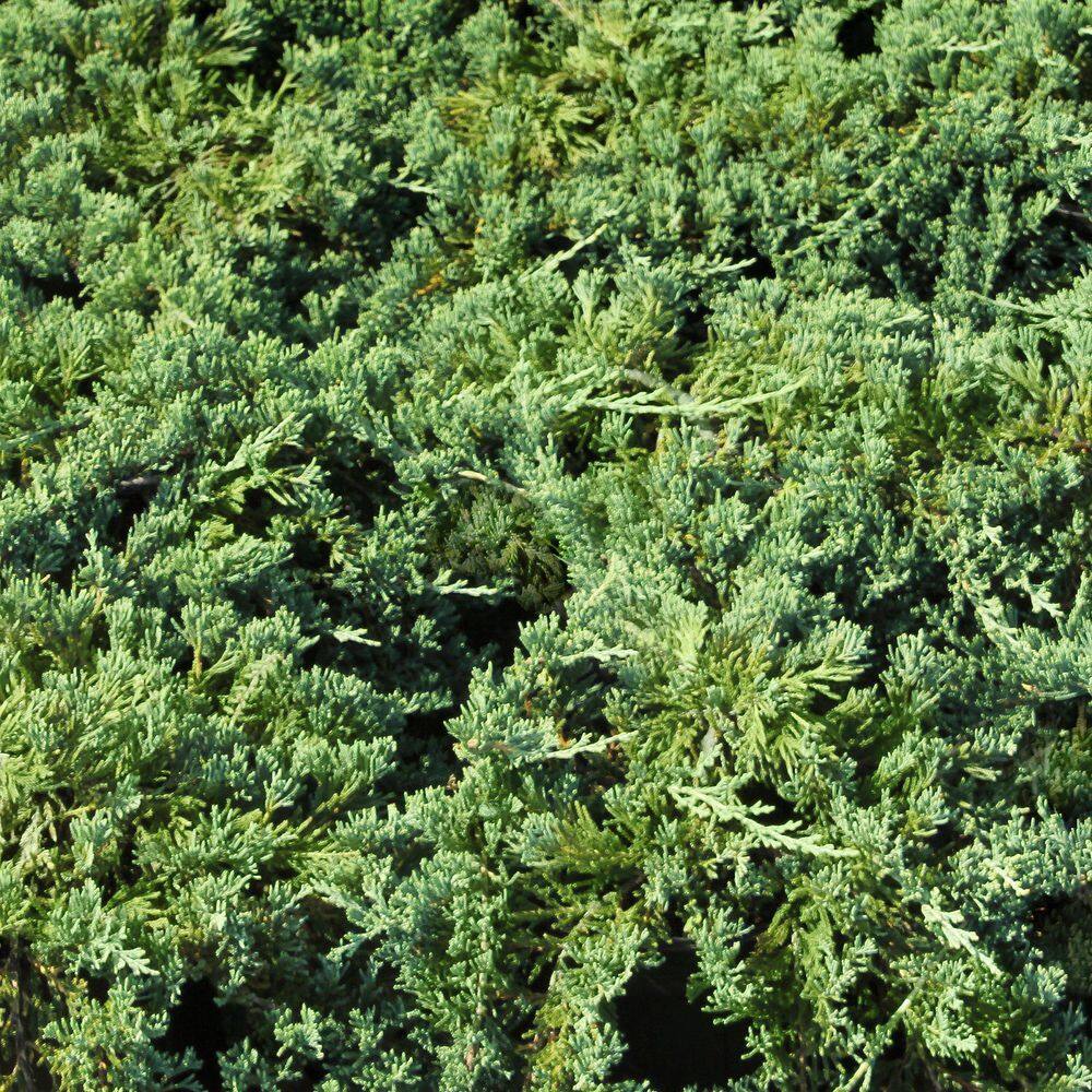 1 gal. Juniper Blue Rug Shrub (8-Pack) - Hercitys