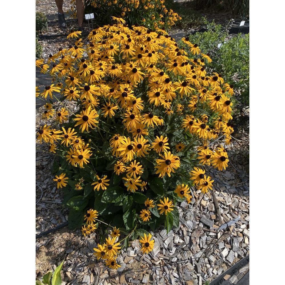 2.5 qt. Rudbeckia Plant Yellow in Grower’s Pot (2-Packs) - Hercitys