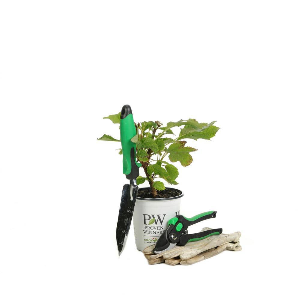 4.5 in qt. Gatsby Moon Oakleaf Hydrangea (Quercifolia) Live Shrub, White to Green Flowers - Hercitys