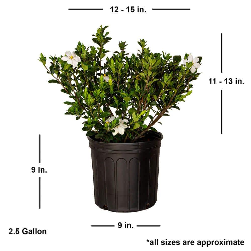 2.5 Gal – Kleim’s Hardy Daisy Gardenia, Live Evergreen Shrub, White Fragrant Blooms - Hercitys