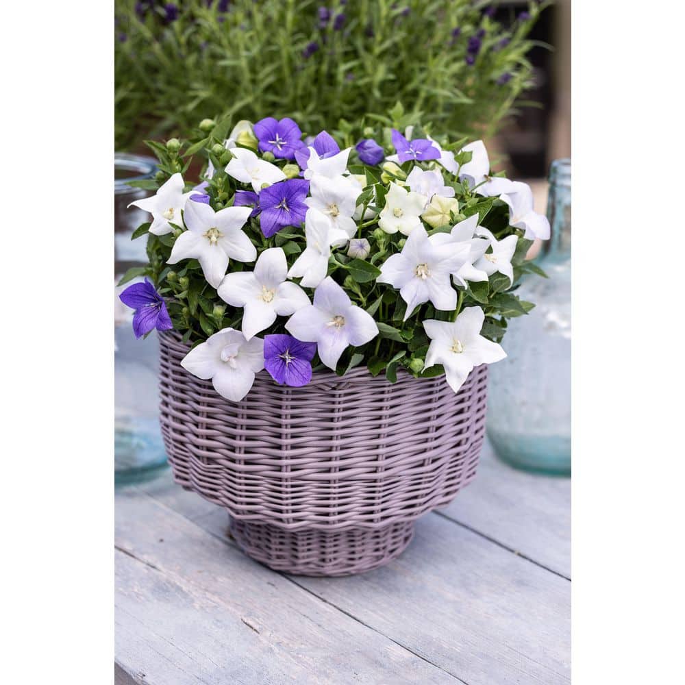 2 Qt. Platycodon Balloon Flower ‘Twinkle White’ White Perennial Plant (3-Pack) - Hercitys