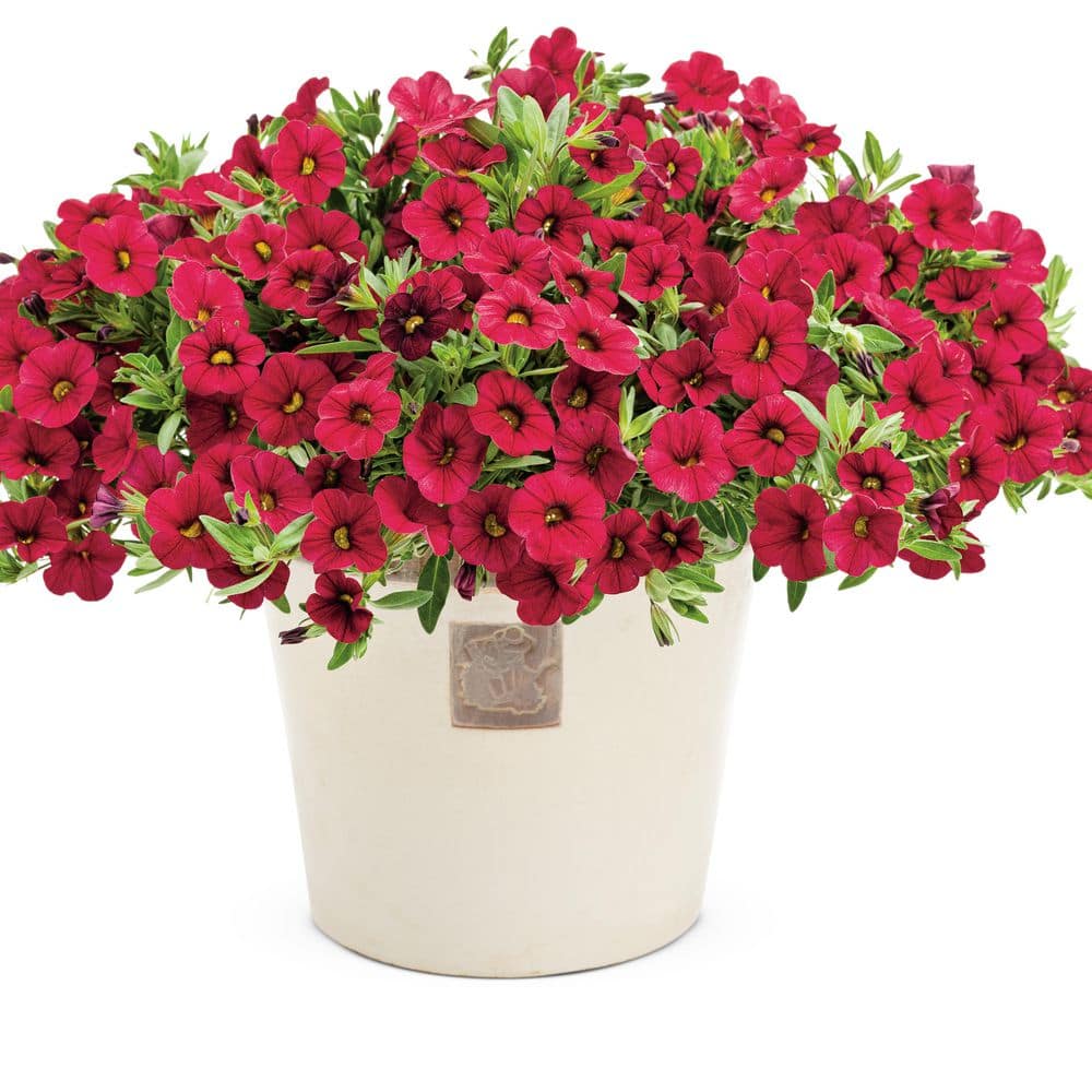 4.25 in. Eco+ Grande Superbells Red (Calibrachoa hybrid) Live Annual Plant with Red Flowers 4-Pack - Hercitys