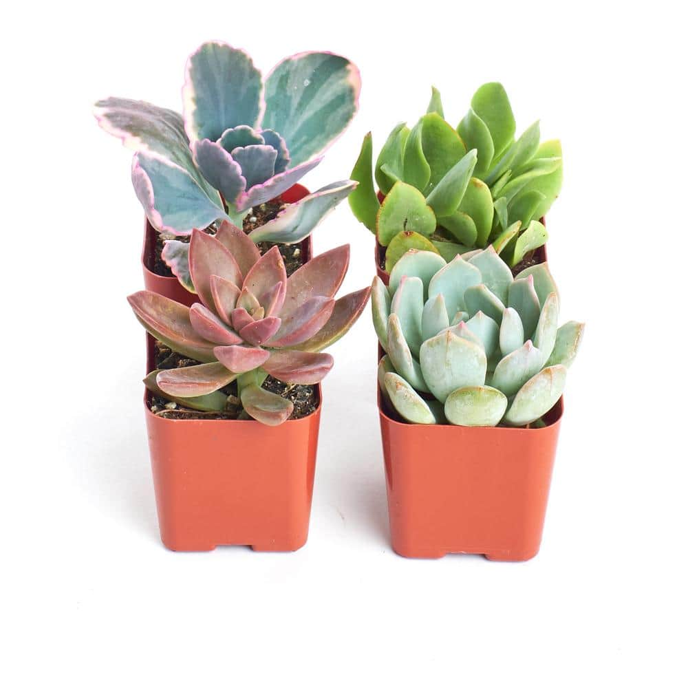 2 in. Premium Pastel Succulent (Collection of 4) - Hercitys