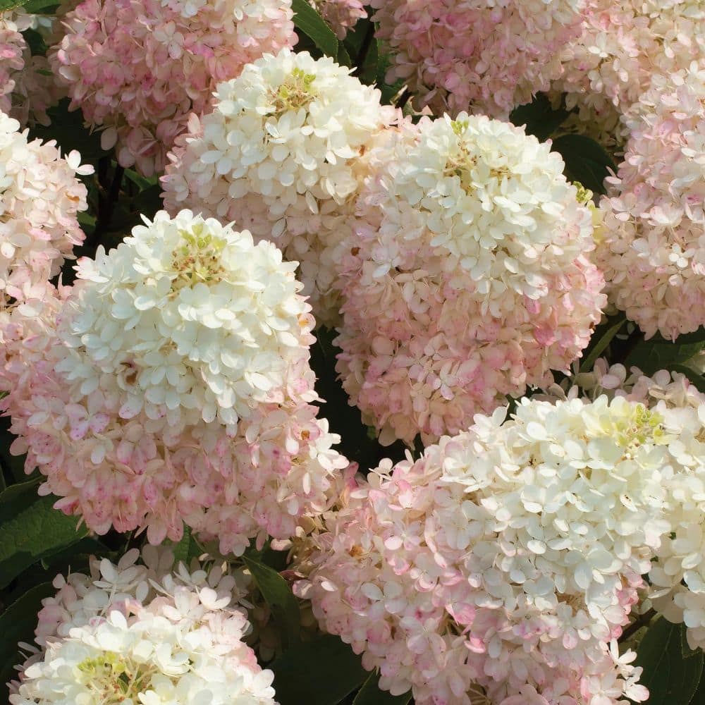 3 gal. Hydrangea Sweet Starlight Shrub with White and Pink Flowers - Hercitys