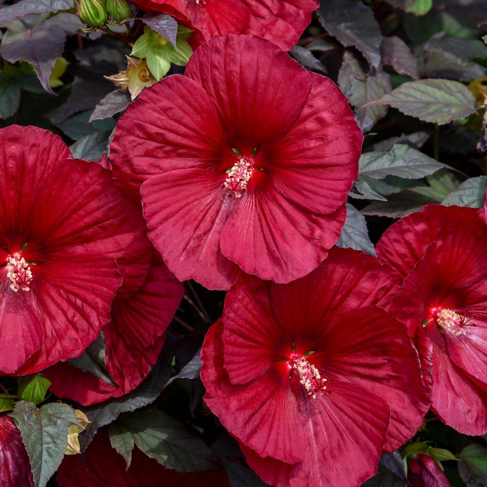 2 Gal. Summerific Holy Grail Rose Mallow (Hibiscus Hybrid) Live Perennial Plant with Red Flowers - Hercitys
