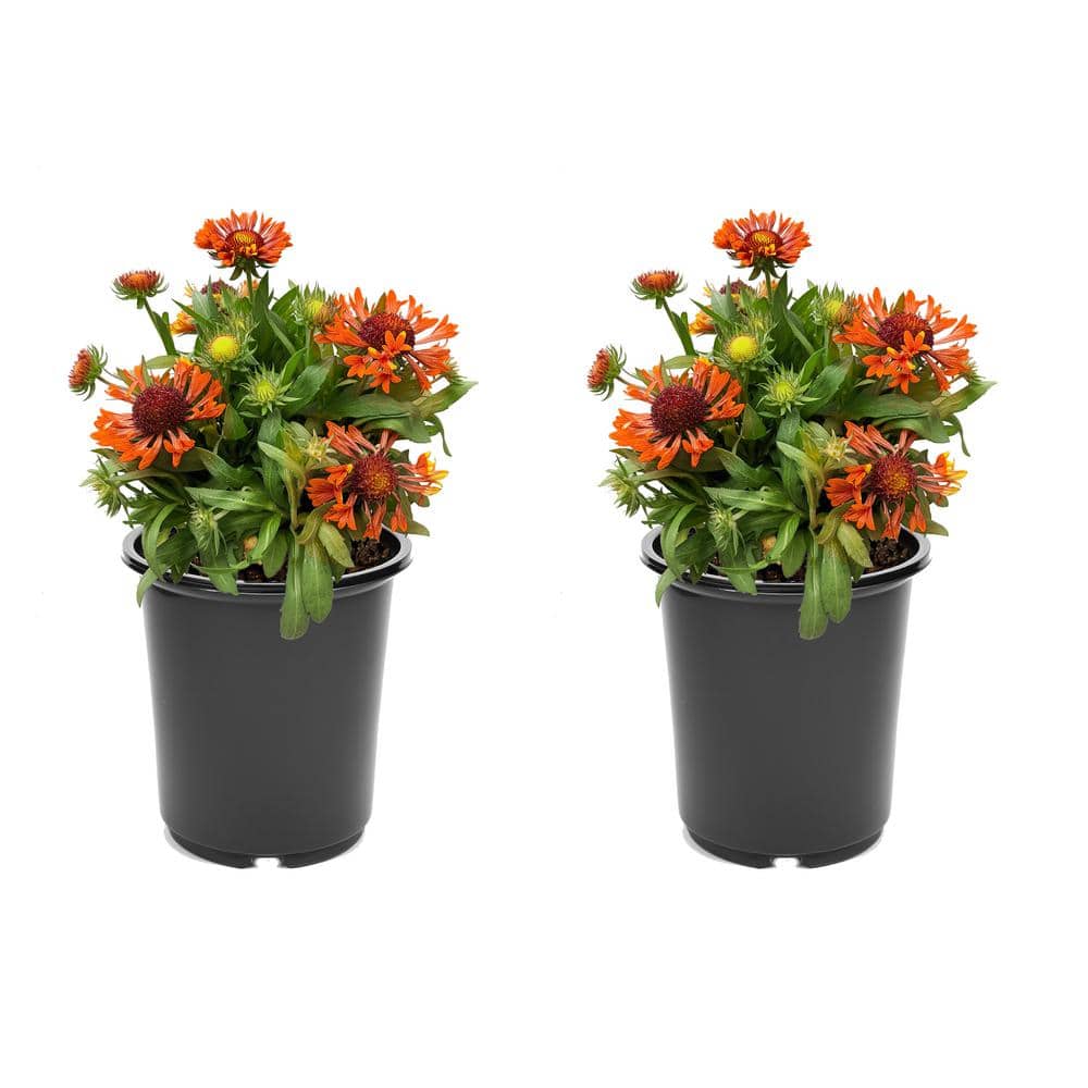 2.5 qt. Gaillardia Perennial Plant with Red Flowers-(2-Pack) - Hercitys