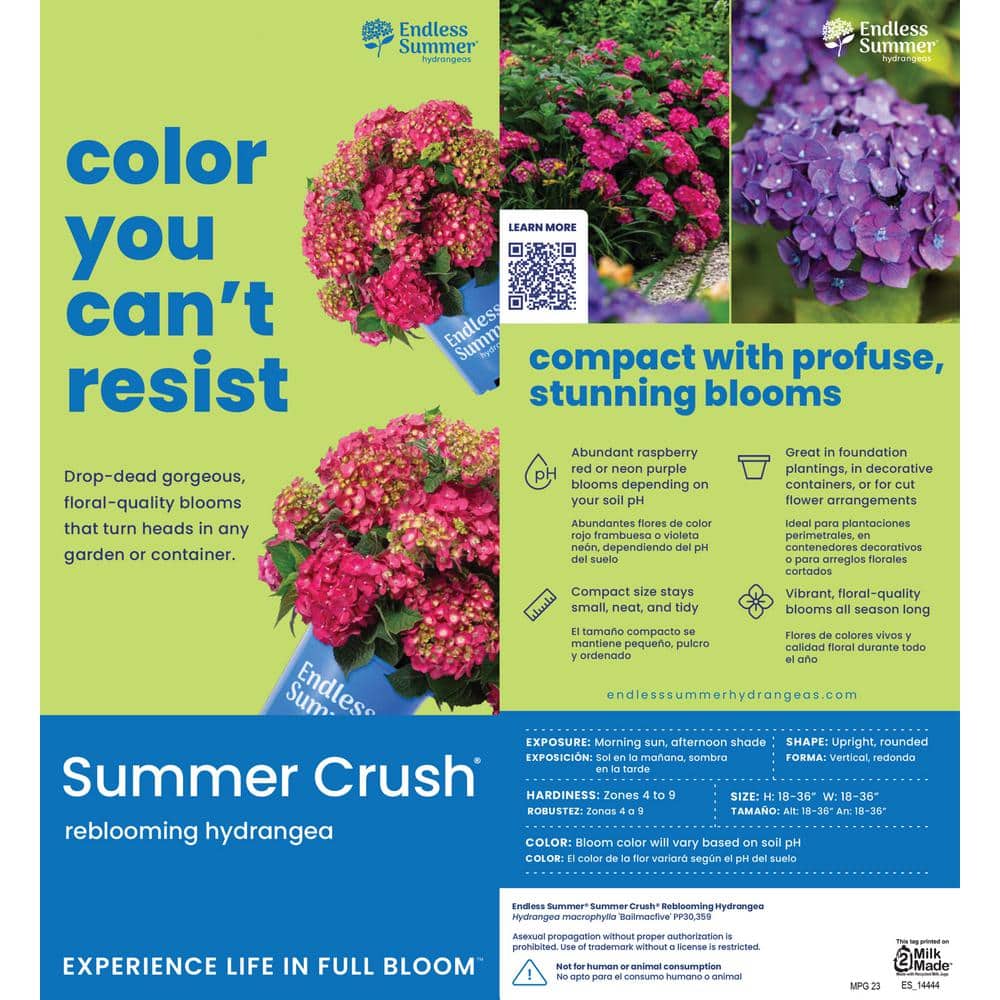 3 Gal. Summer Crush Reblooming Hydrangea Flowering Shrubs with Raspberry Red Flowers - Hercitys