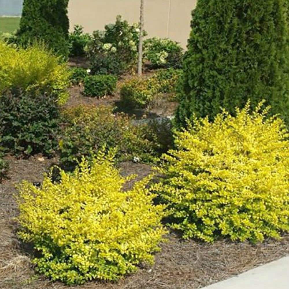 2 Gal. Sunshine Ligustrum, Evergreen Shrub, Bright Golden-Yellow Foliage - Hercitys