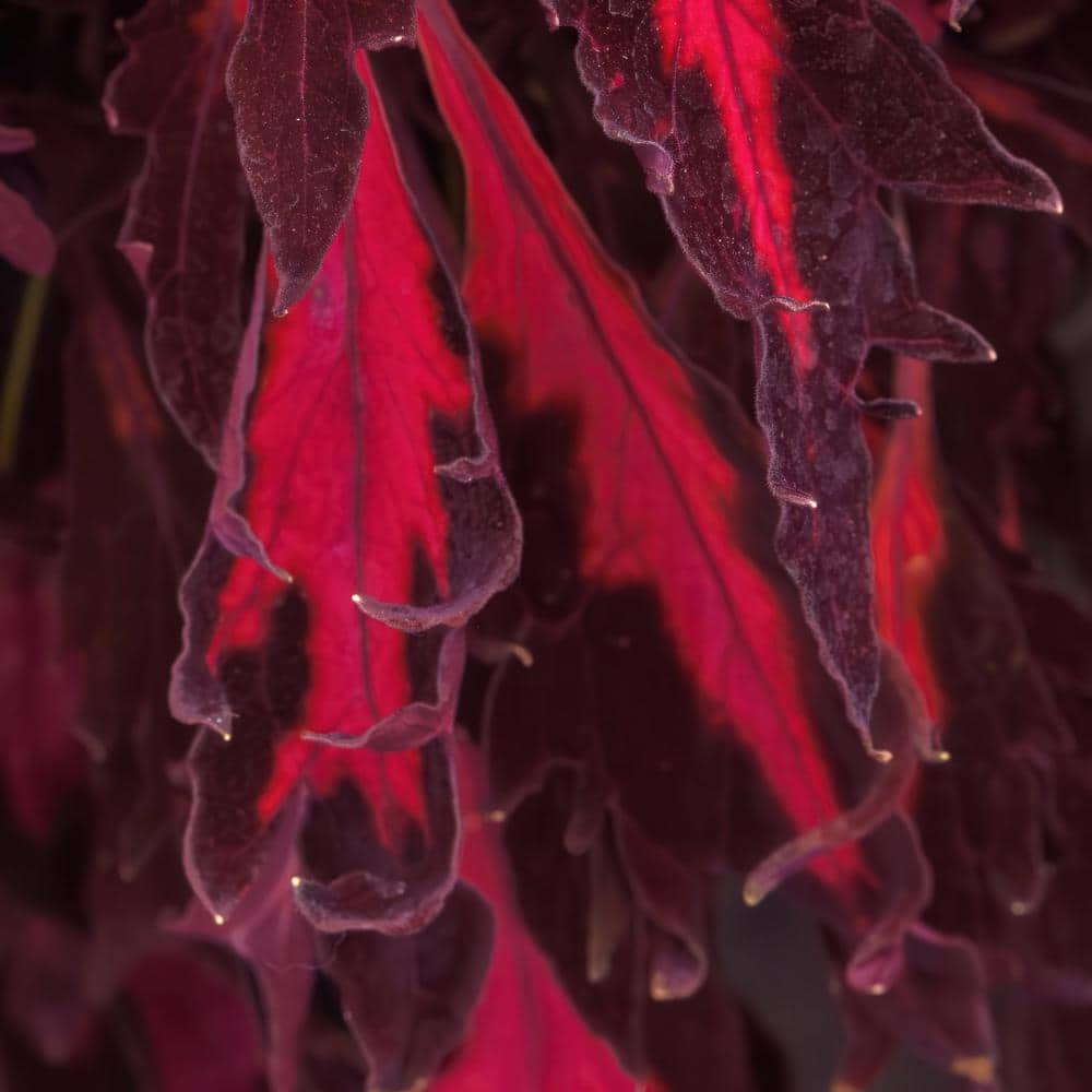 2.5 in. Coleus Flame Thrower Adobo Pink Annual Plant (3-Pack) - Hercitys