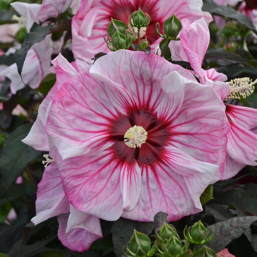 2 Gal. Summerific Cherry Choco Latte Rose Mallow (Hibiscus Hybrid) Live Perennial Plant with Pink Flowers - Hercitys