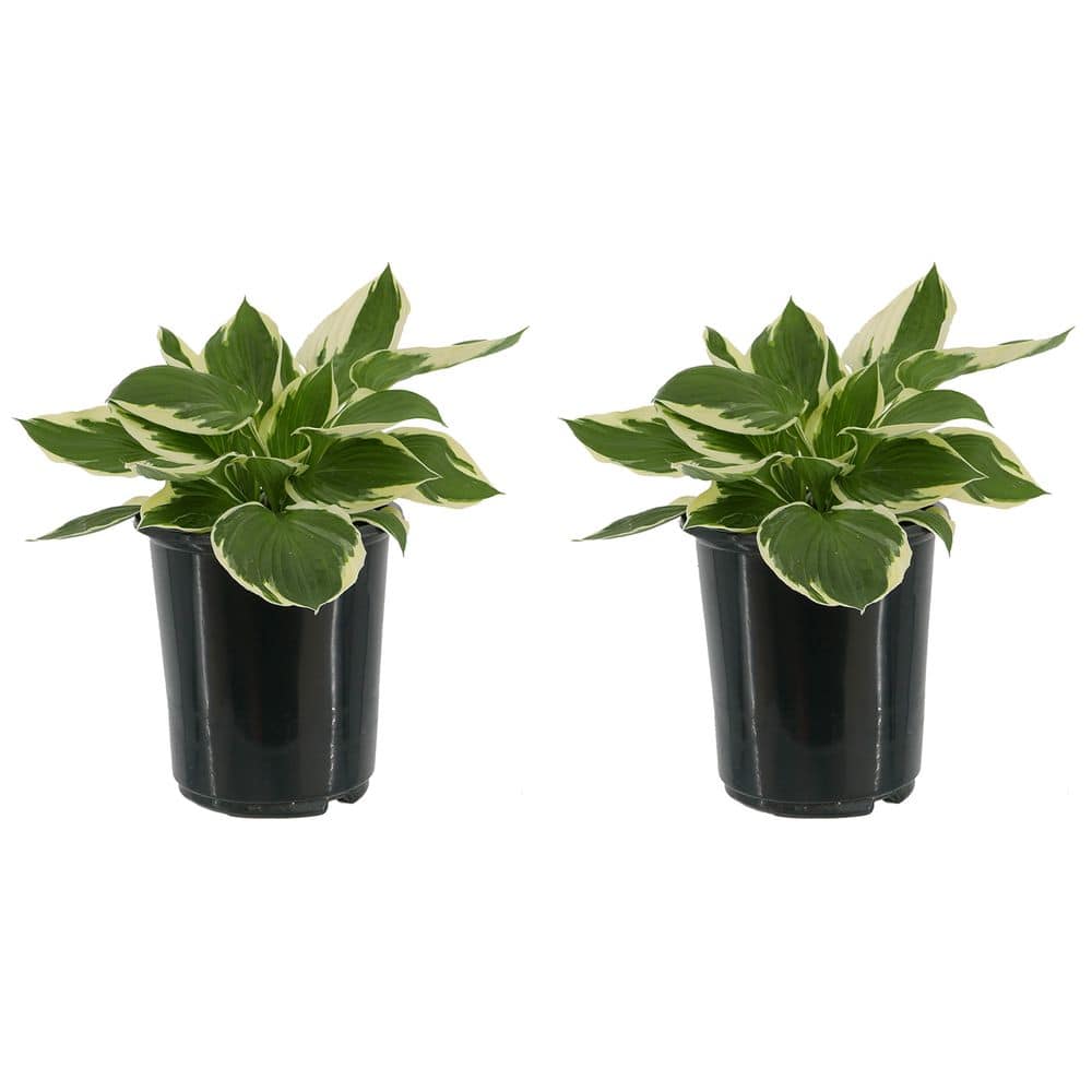 2.5 Qt. Hosta Patriot Perennial (2-Pack) - Hercitys