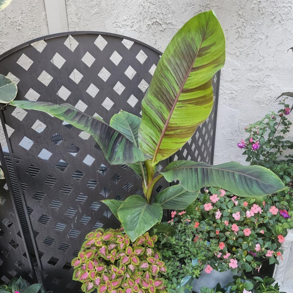 3.5 in. Banana Hardy Ever Red Perennial Plant - Hercitys