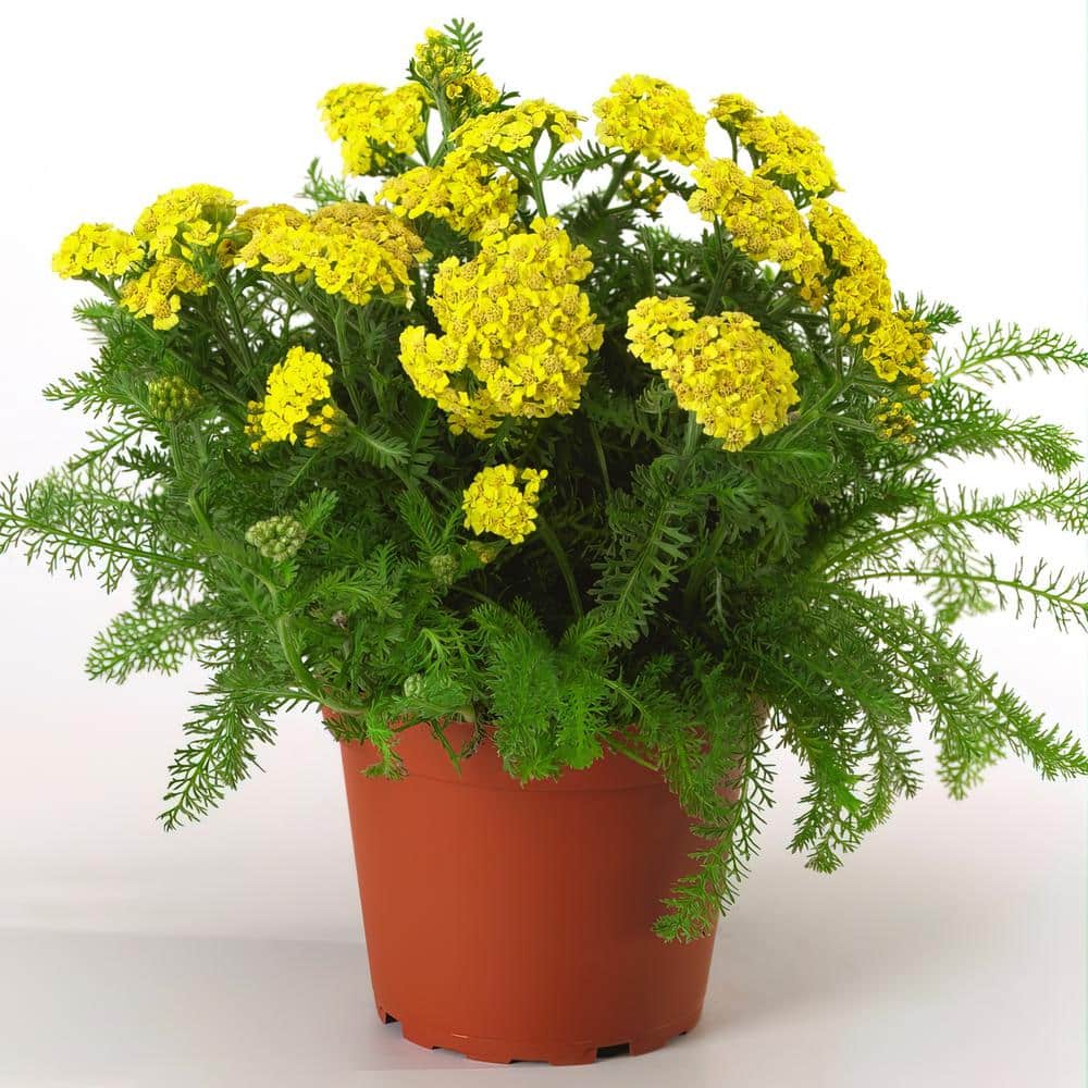 3.25 in. Achillea Desert Eve Yellow Perennial Plant (3-Piece) - Hercitys