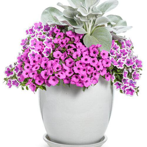 2.5 Qt. Petunia Supertunia Vista Jazzberry Pink Annual Plant (3-Pack) - Hercitys